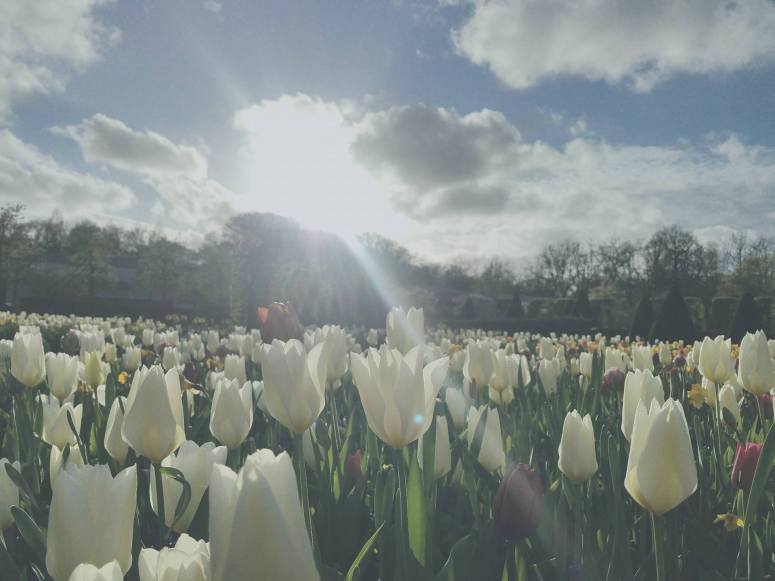 17968499_1730568497233678_1807363225_o