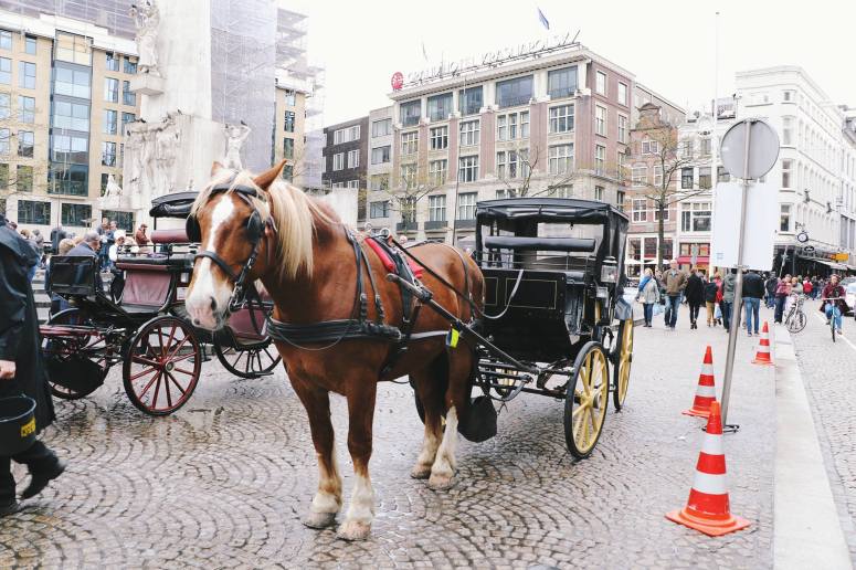 17976852_1730567233900471_72883202_o