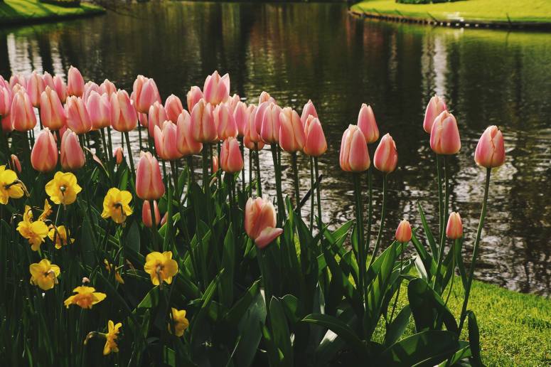 18012596_1730566950567166_1423088193_o